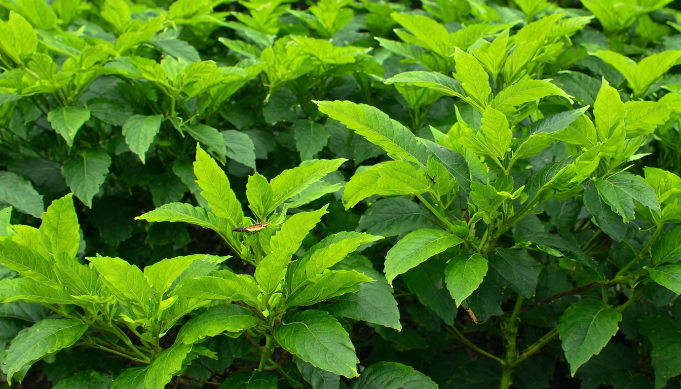 東方美人茶新竹茶園場景，夏季採摘，茶農在茶園中工作，近景可見被小綠葉蟬咬傷的茶葉（葉緣略顯棕色），自然農法農場的生態環境
